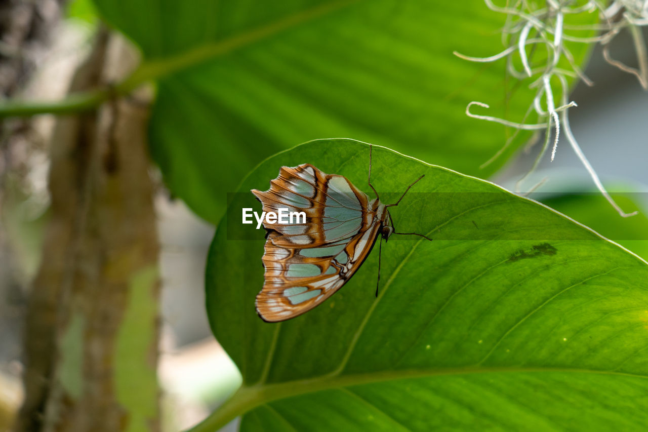 leaf, plant part, animal themes, animal, animal wildlife, green, nature, insect, plant, wildlife, close-up, moths and butterflies, beauty in nature, macro photography, one animal, no people, butterfly, animal wing, tree, flower, outdoors, environment, day, tropical climate, focus on foreground, forest, animal body part, plant stem, macro