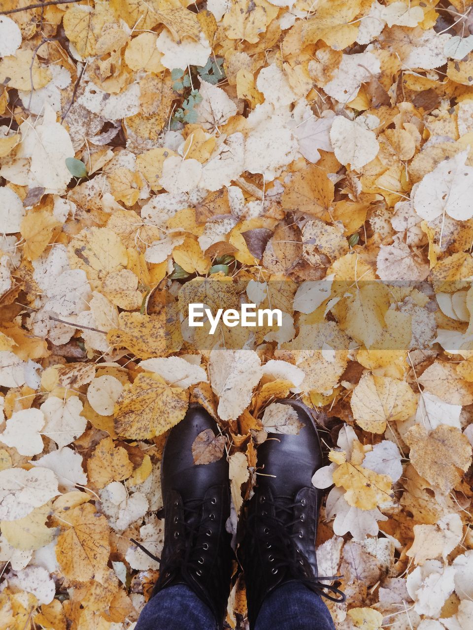 Low section of man standing on autumn leaves