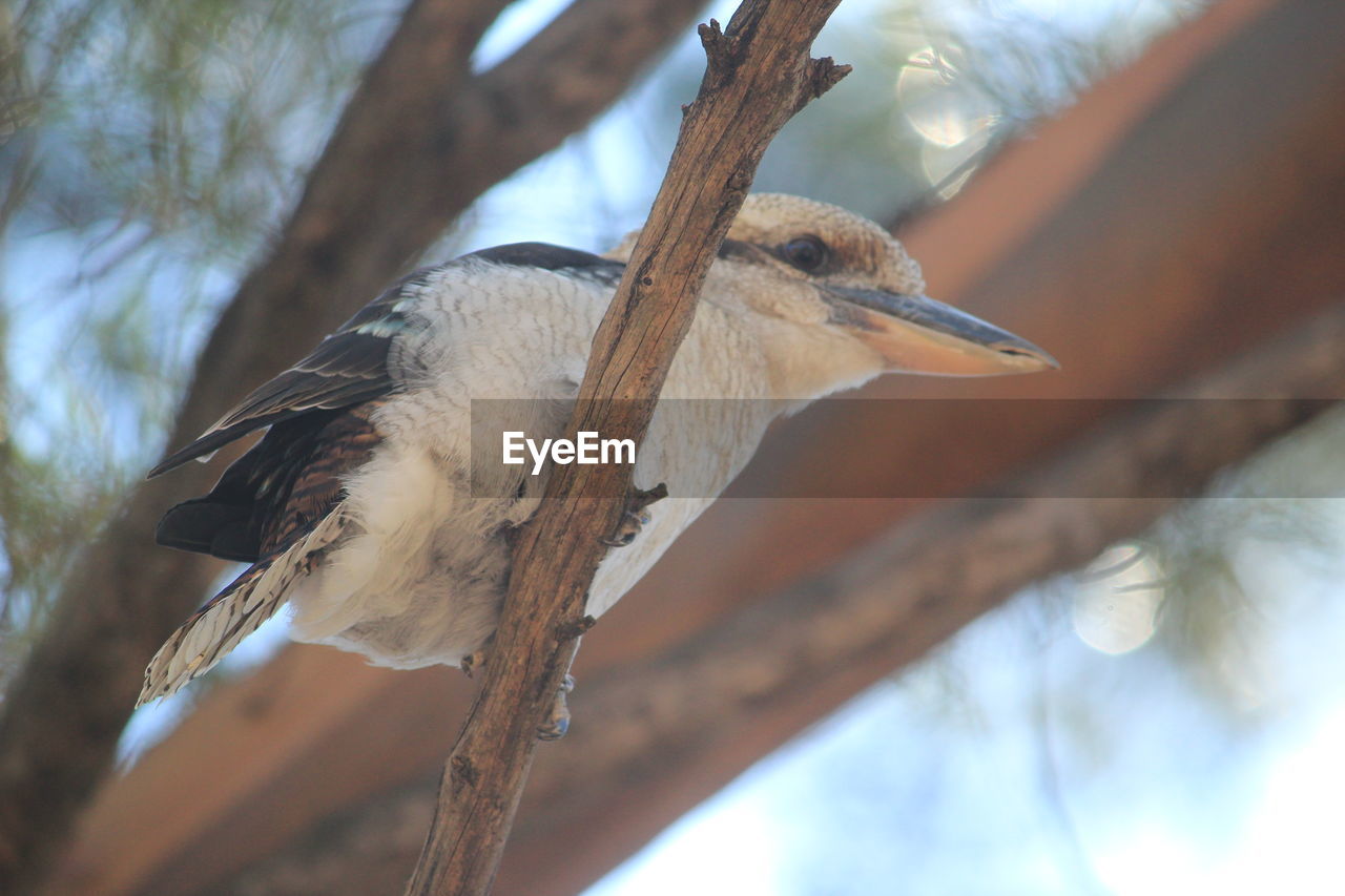 CLOSE-UP OF BIRD PERCHING ON TREE