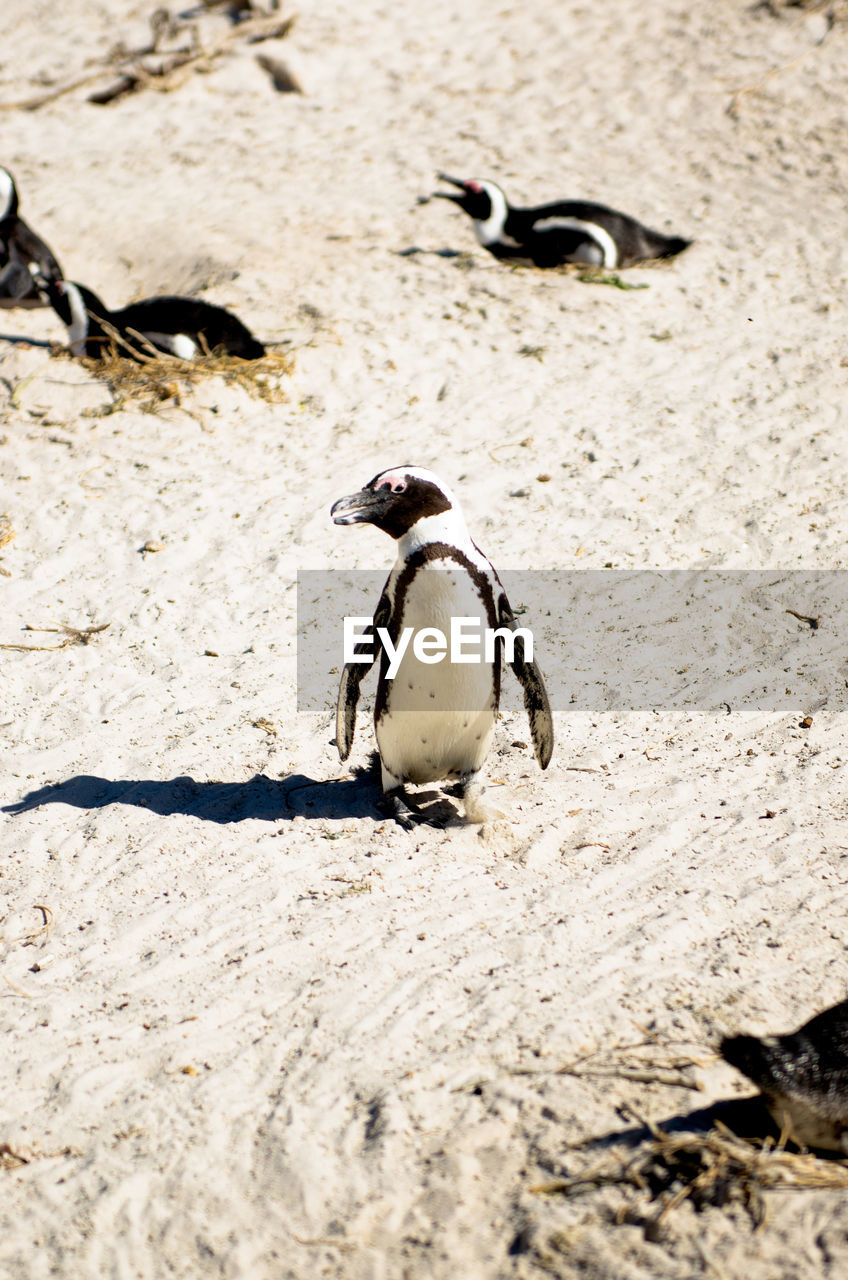 A roaming penguin