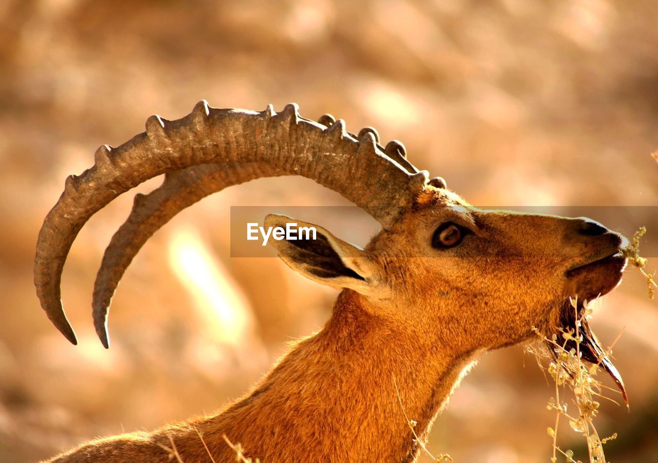 Close-up of alpine ibex in field