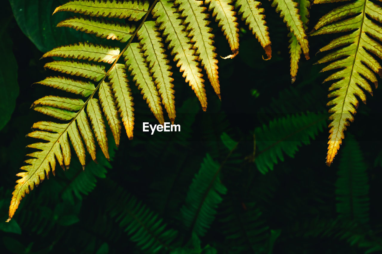 Close-up of fern leaves