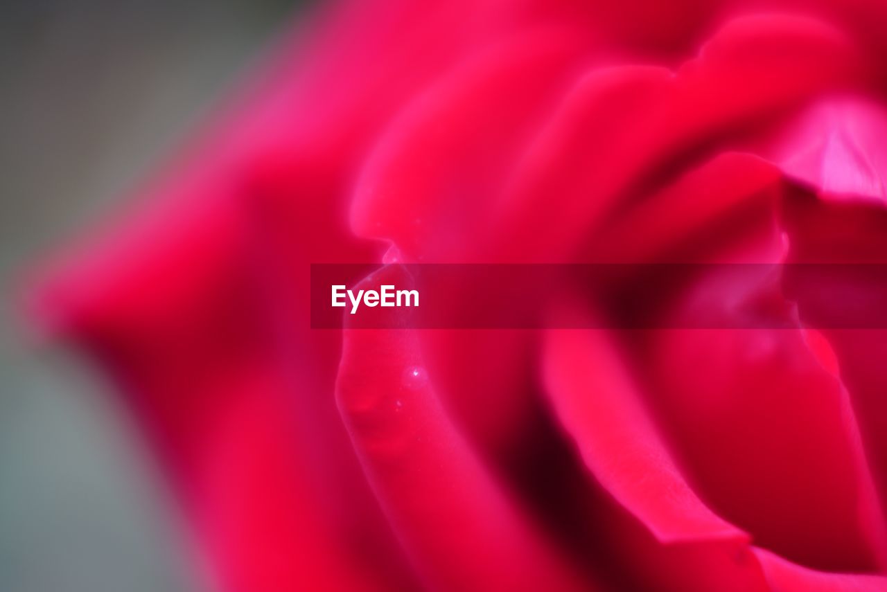 CLOSE-UP OF PINK ROSE FLOWER