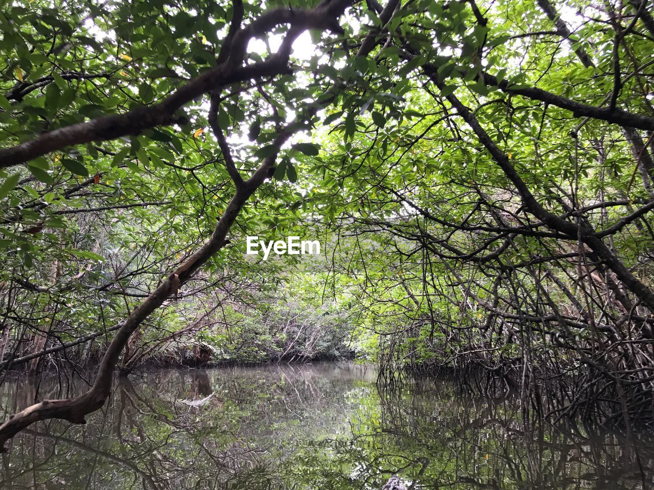 TREES IN RIVER