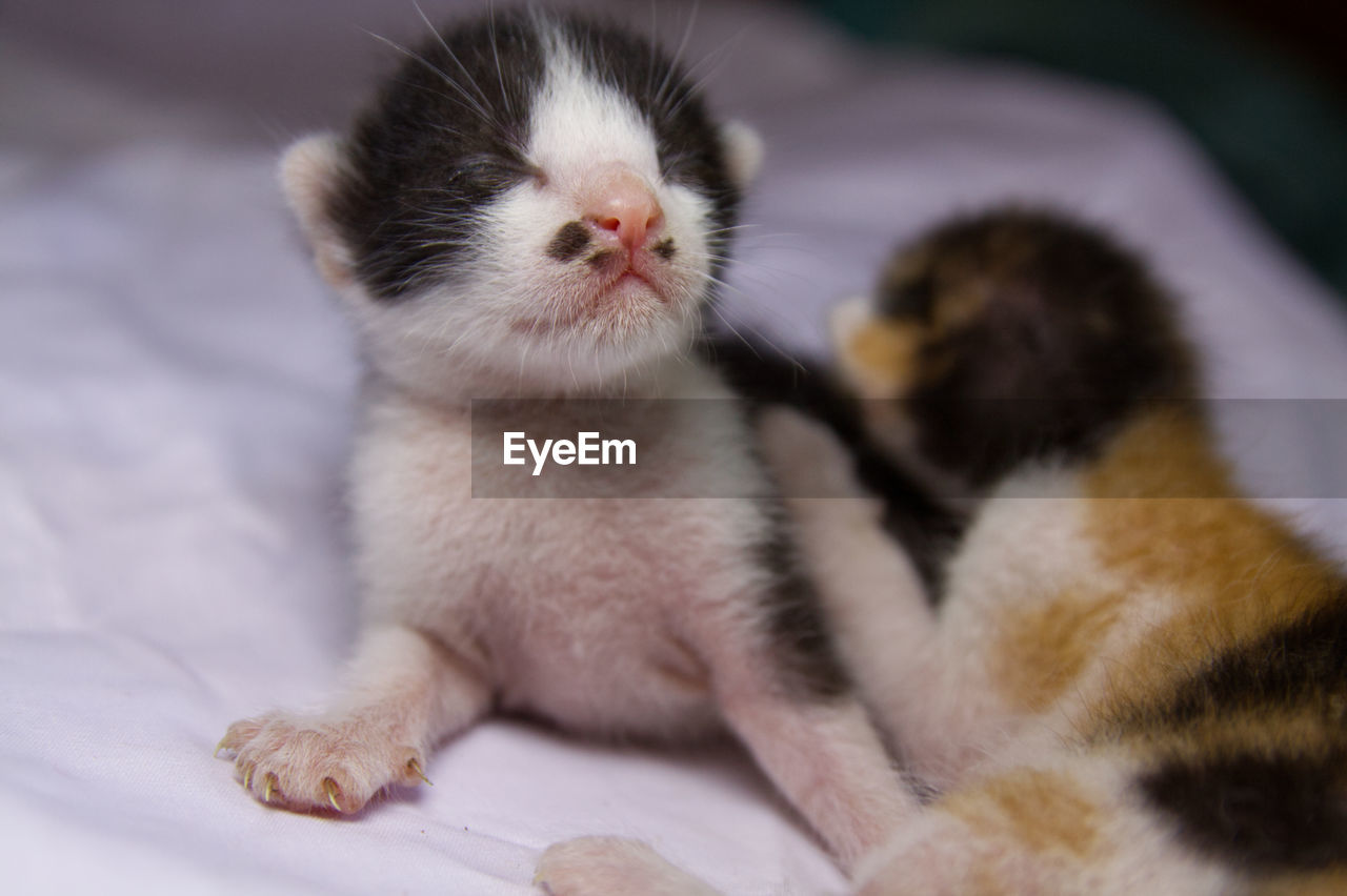 CLOSE-UP OF KITTEN RELAXING