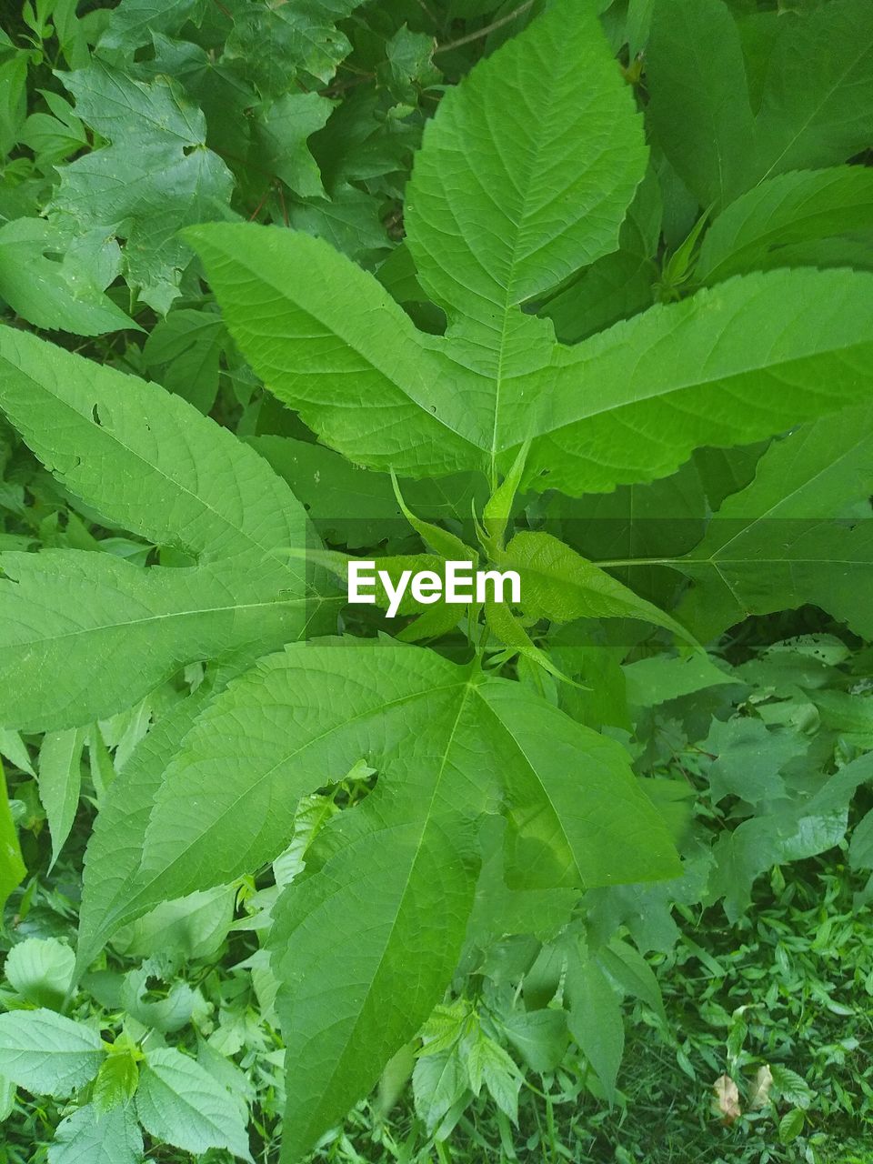 HIGH ANGLE VIEW OF LEAVES