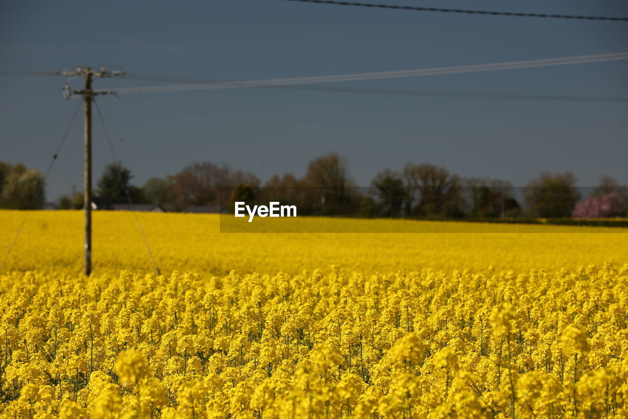 rapeseed, food, vegetable, field, produce, canola, yellow, cable, electricity, plant, landscape, flower, oilseed rape, agriculture, beauty in nature, rural scene, land, sky, electricity pylon, growth, nature, tranquil scene, farm, tranquility, scenics - nature, power line, environment, crop, technology, power supply, flowering plant, rural area, no people, power generation, idyllic, mustard, prairie, day, cultivated land, tree, outdoors, brassica rapa, non-urban scene, springtime, freshness, plain