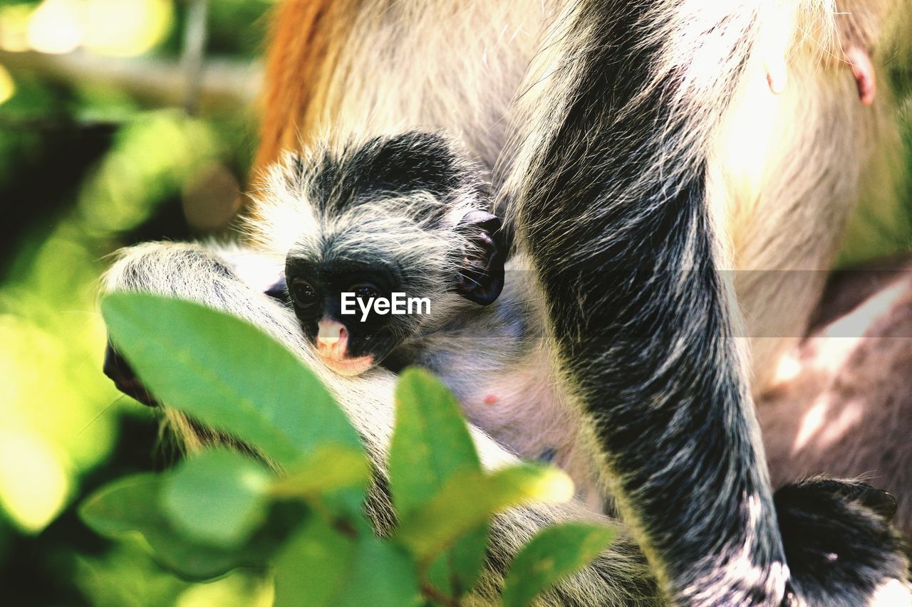 CLOSE-UP PORTRAIT OF A YOUNG MONKEY