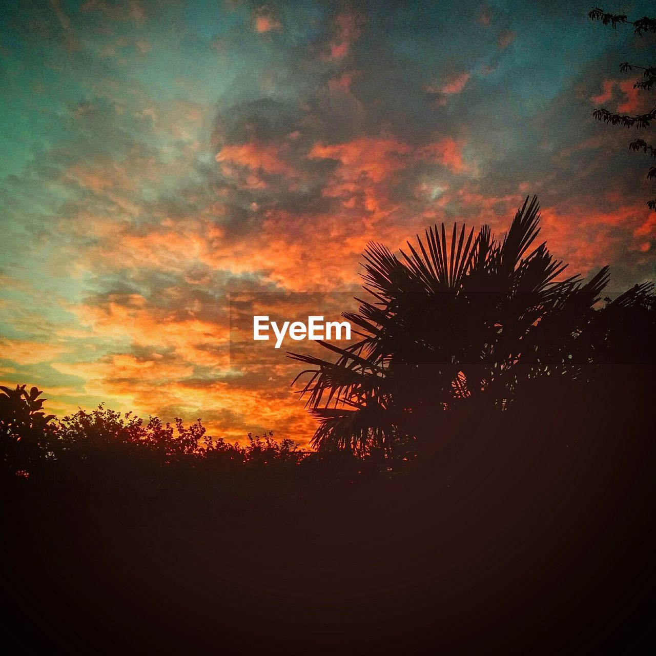 Low angle view of silhouette trees against cloudy sky during sunset