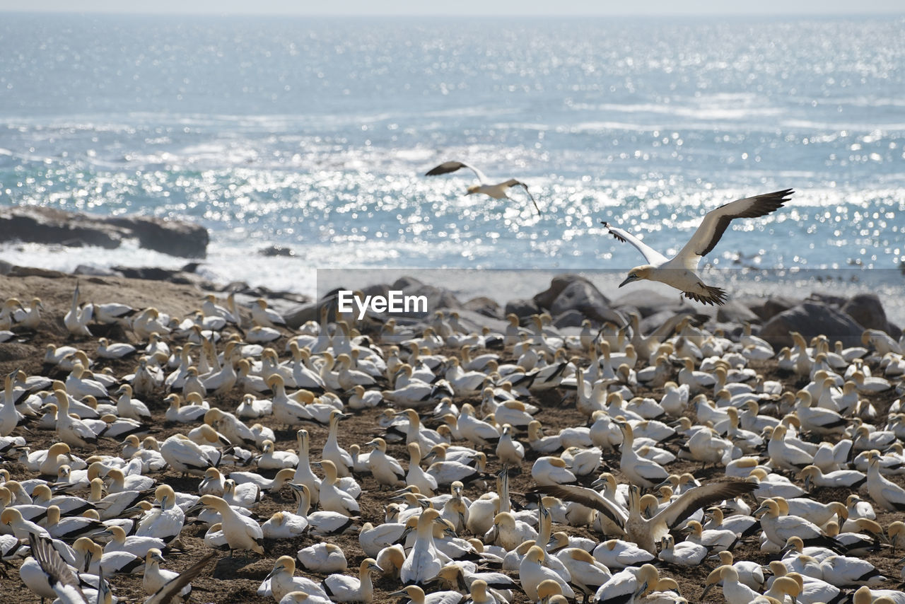 SEAGULLS FLYING OVER BEACH