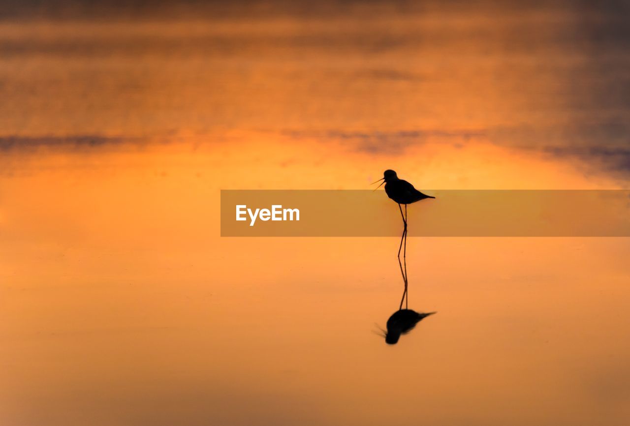 Silhouette bird perching in lake during sunset