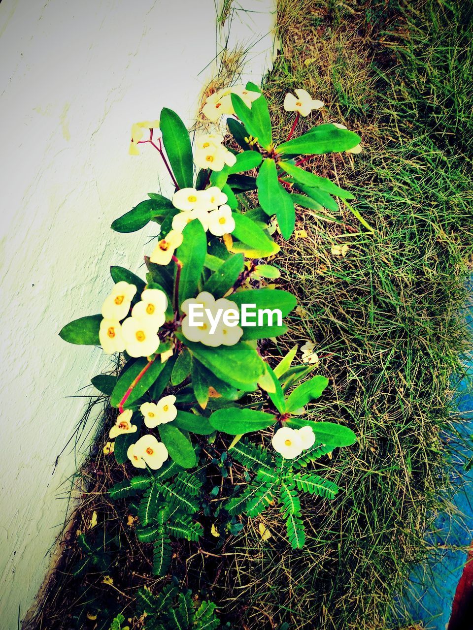 HIGH ANGLE VIEW OF FLOWERING PLANT