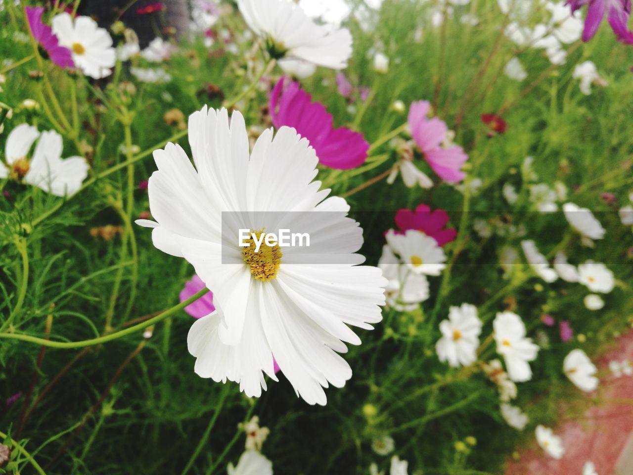 Close-up of white cosmos flower blooming outdoors
