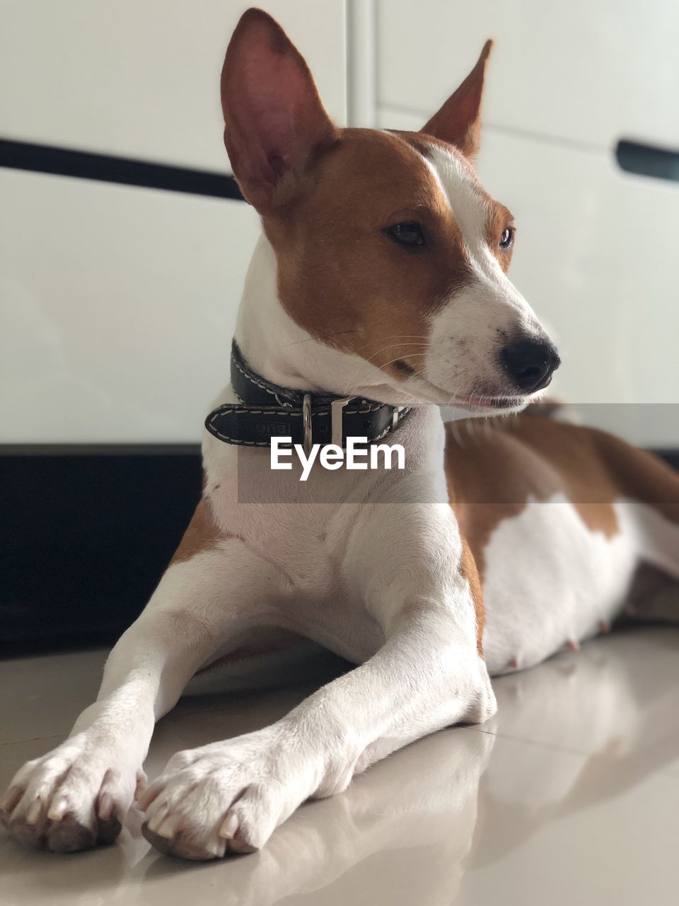 DOG LOOKING AWAY WHILE RESTING ON FLOOR AT HOME