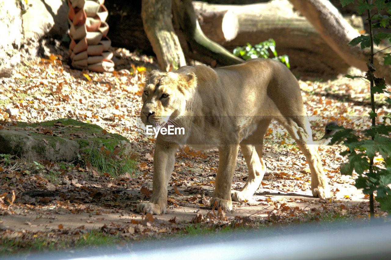 mammal, animal, animal themes, wildlife, zoo, one animal, domestic animals, nature, animal wildlife, pet, no people, sunlight, day, feline, felidae, tree, plant, cat, standing, outdoors