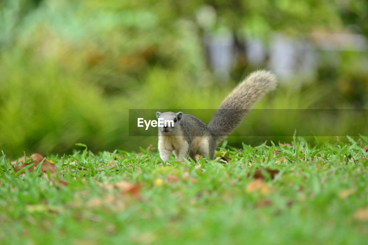 SIDE VIEW OF SQUIRREL ON LAND