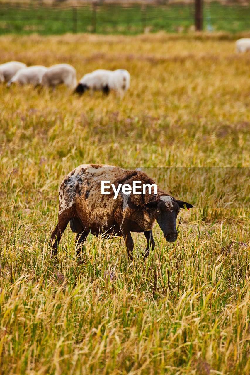 sheep grazing on grassy field