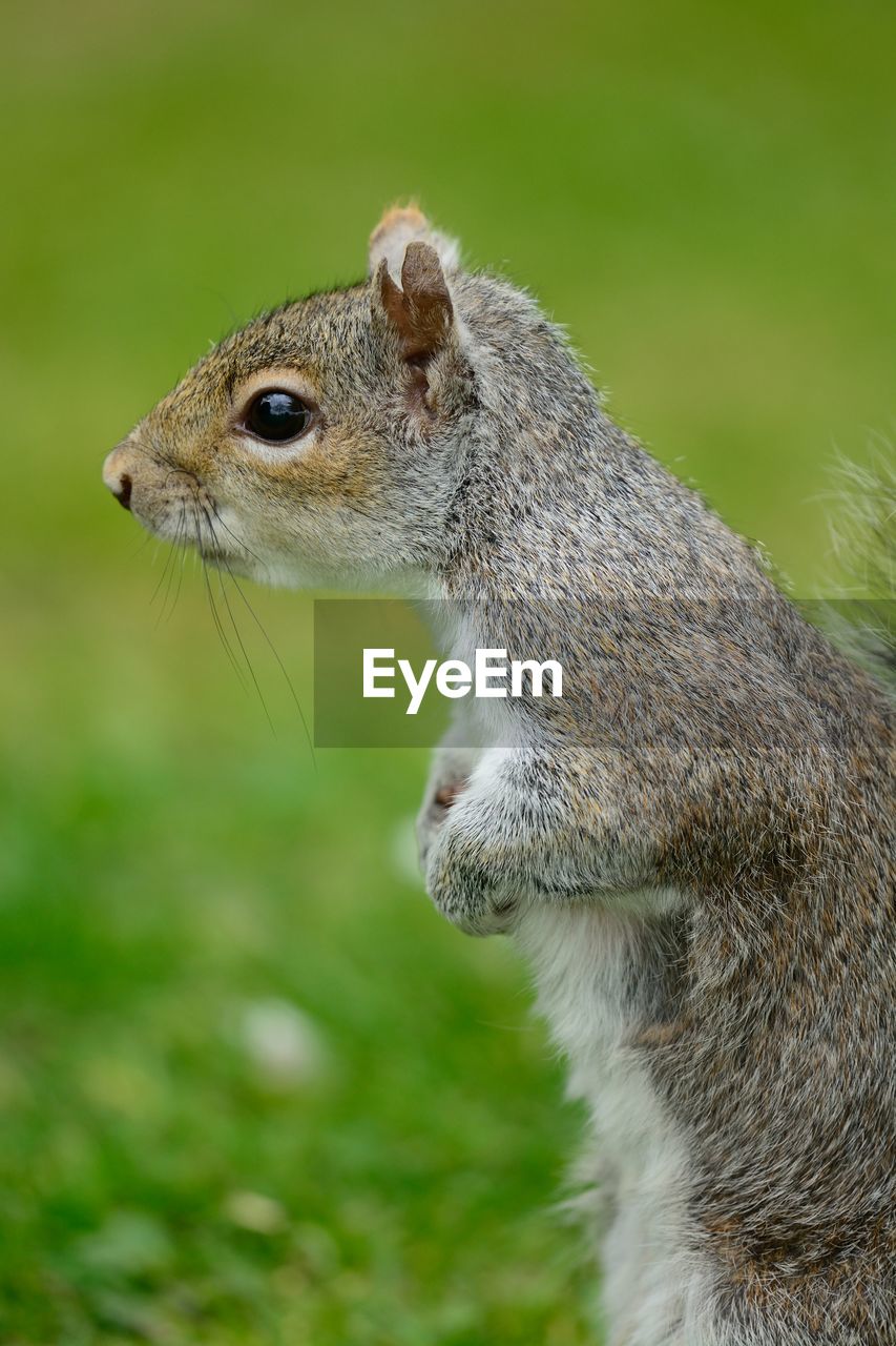 Close-up of squirrel on field