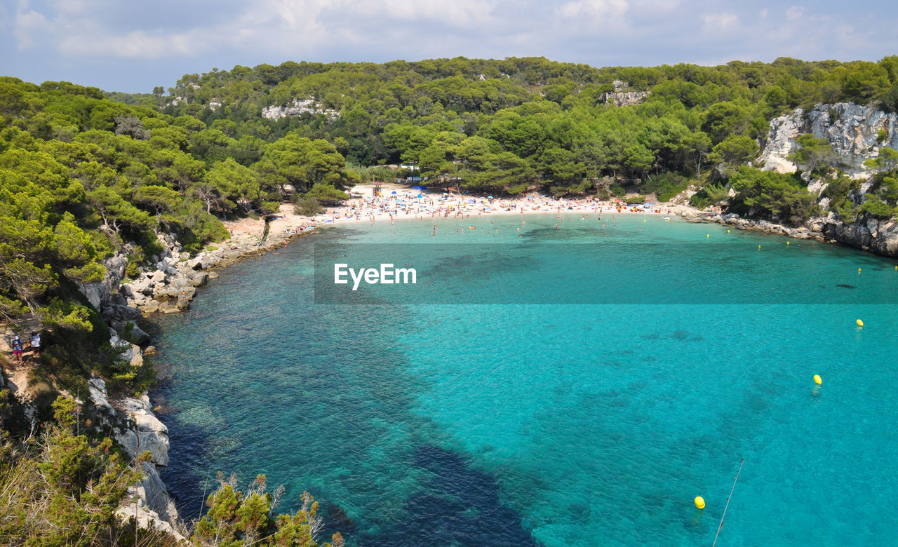 High angle view of trees growing by sea