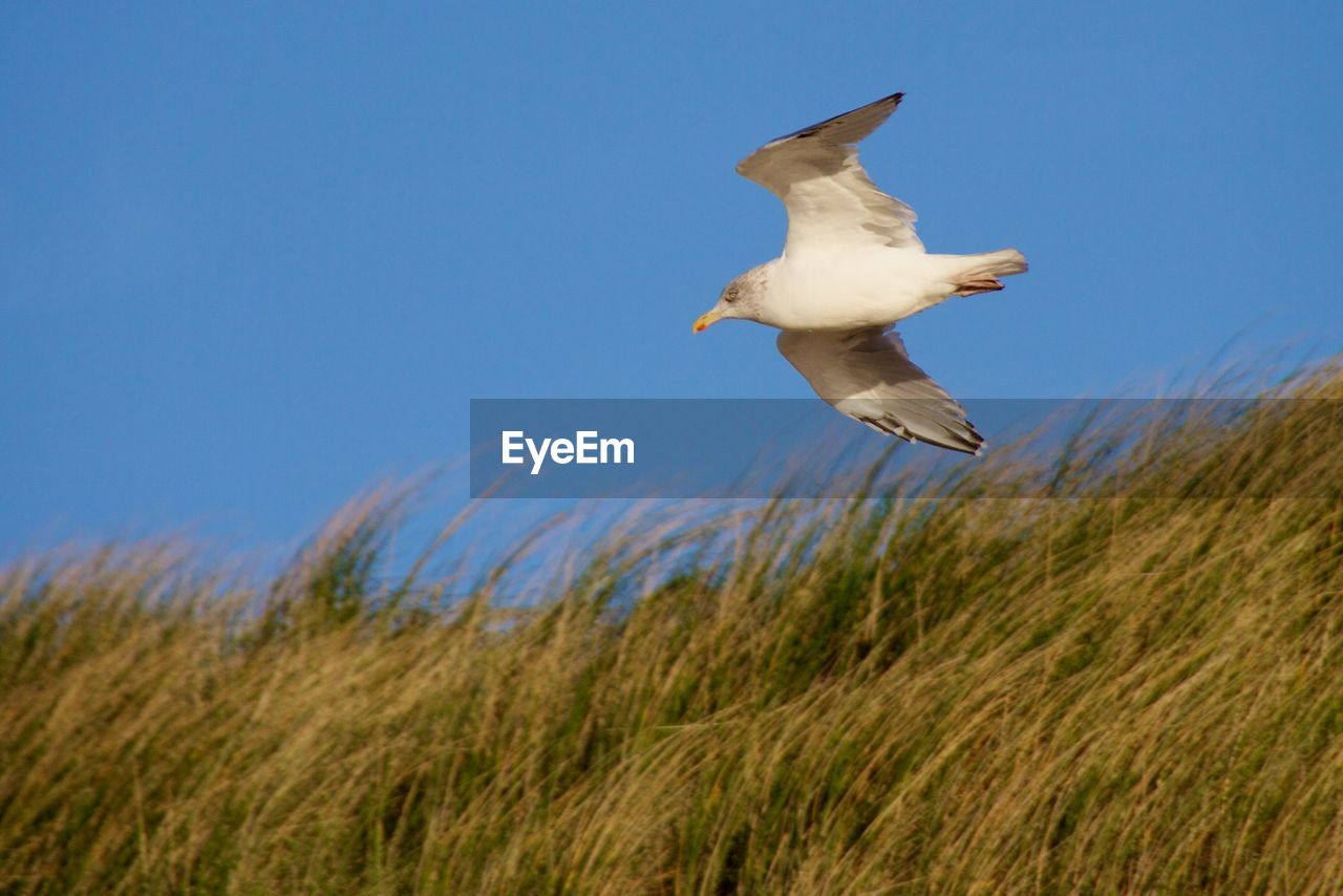 Low angle view of bird flying against sky