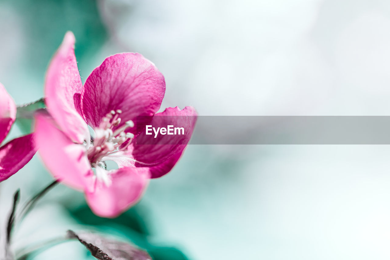 CLOSE-UP OF PINK ROSE