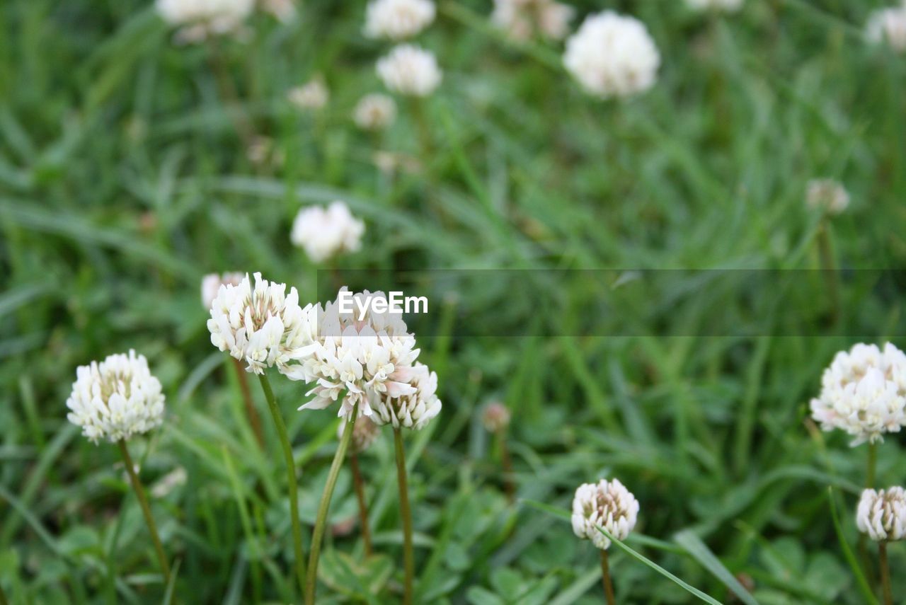 CLOSE-UP OF WHITE FLOWERS BLOOMING ON FIELD