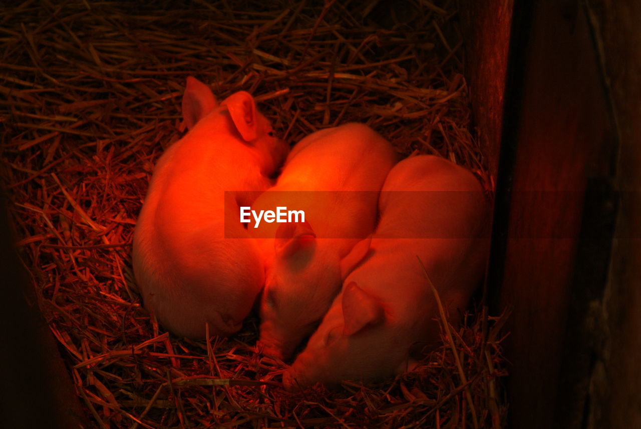 High angle view of piglets sleeping in shed with red light