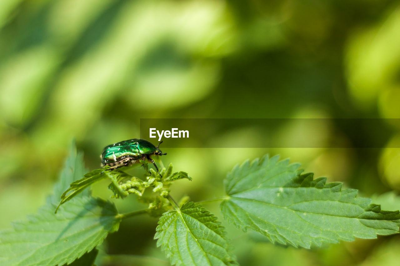 Close-up of insect on plant