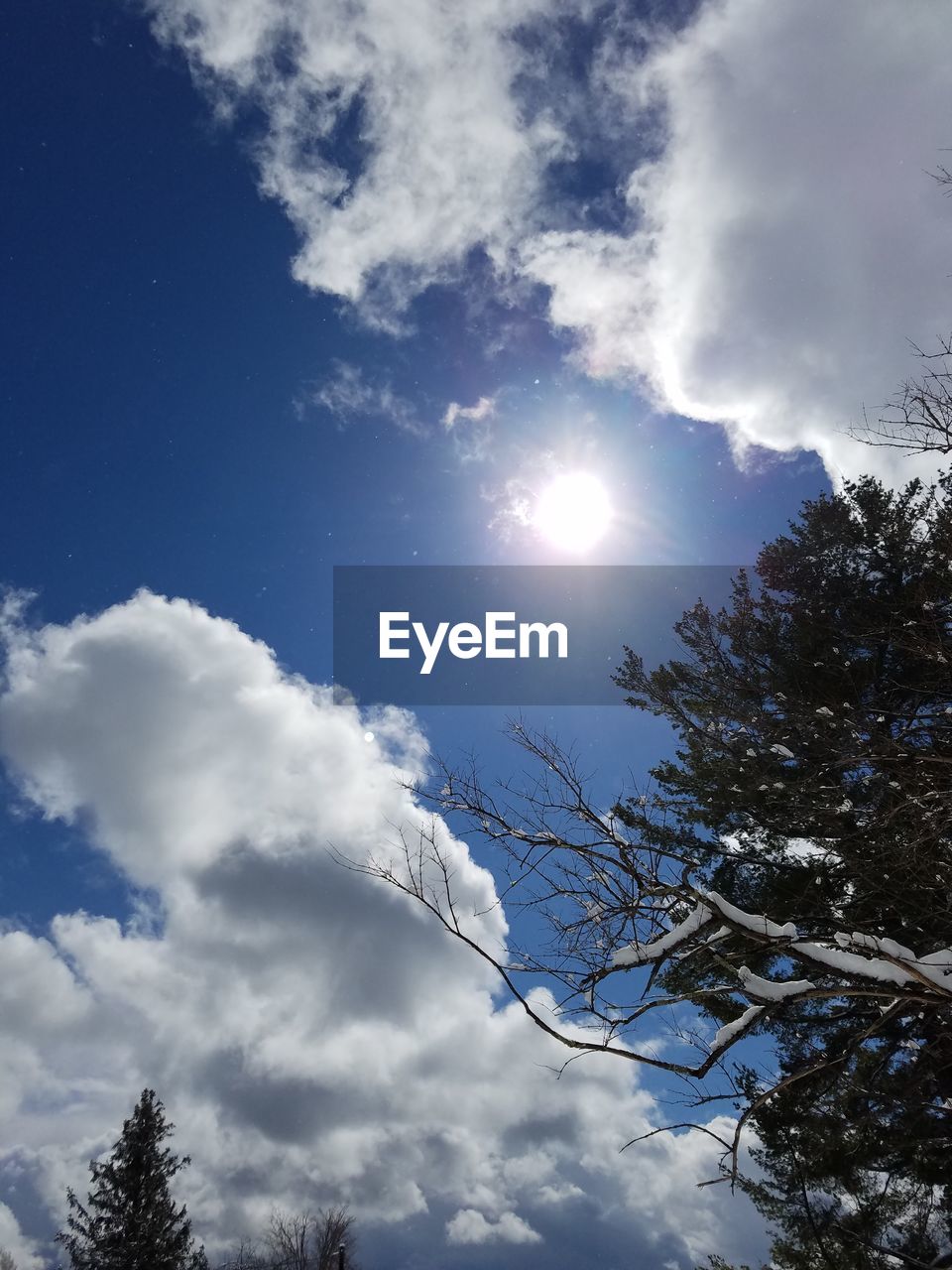 LOW ANGLE VIEW OF TREES AGAINST SKY