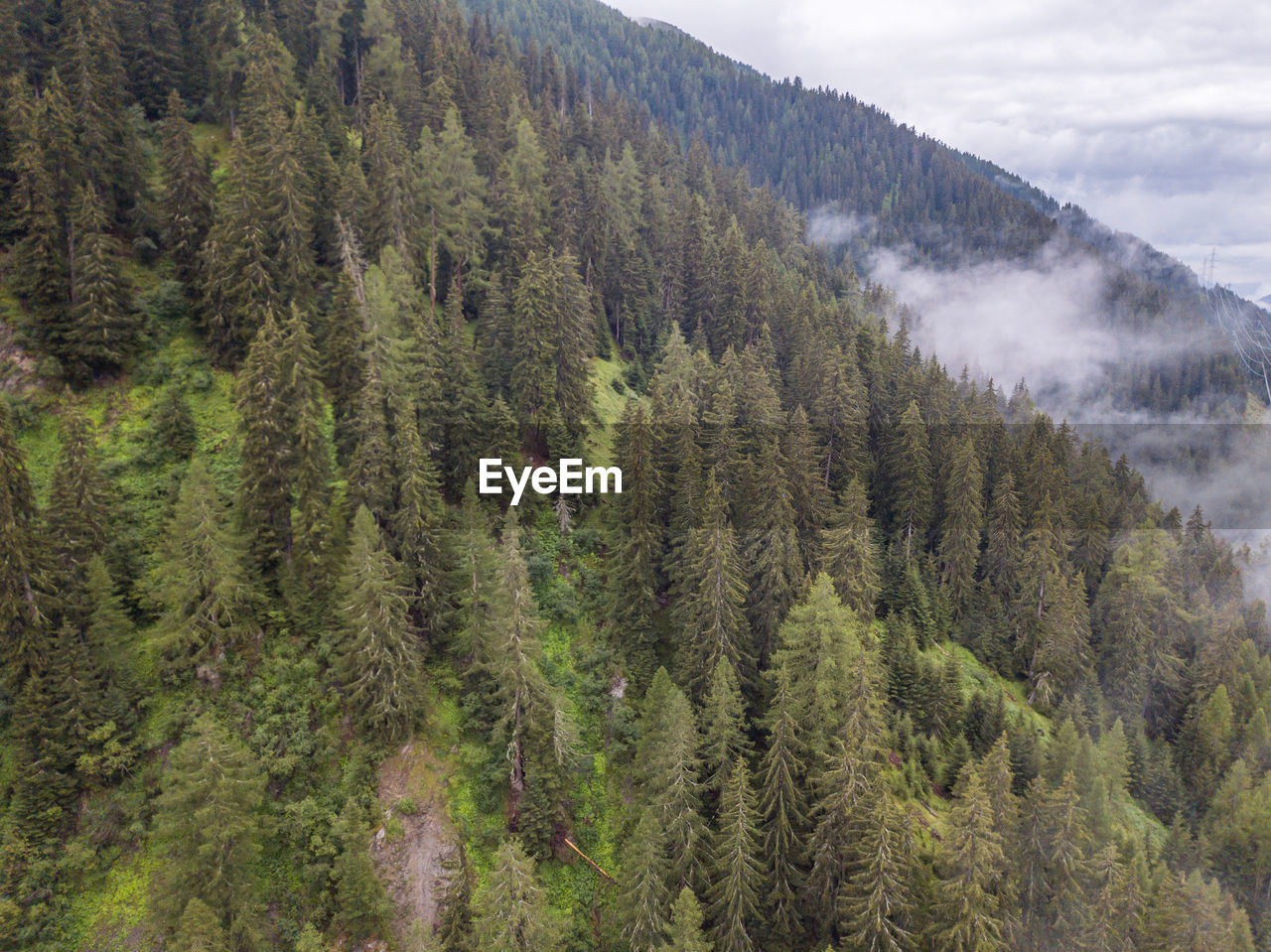 PANORAMIC VIEW OF PINE TREES