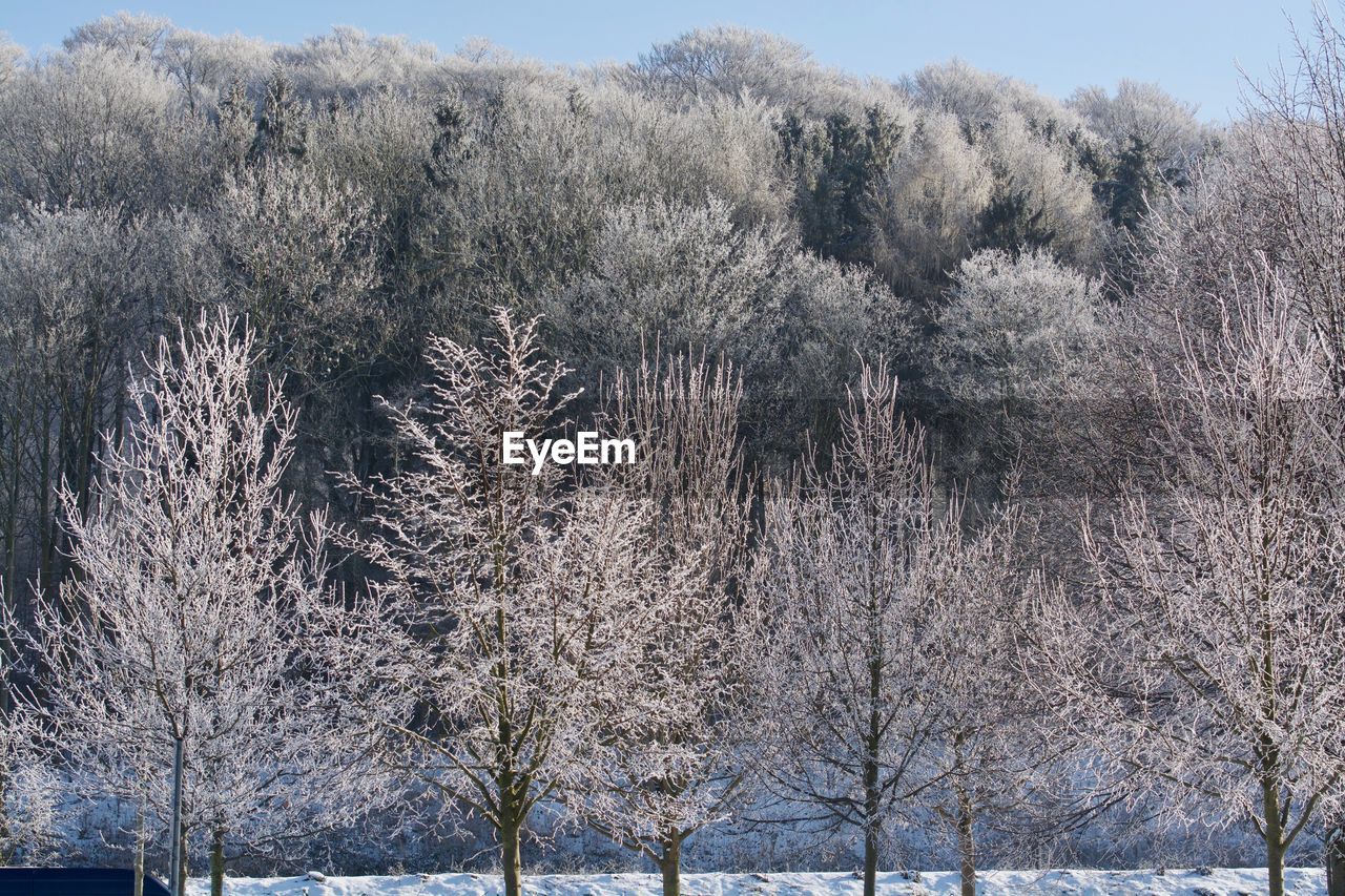 FROZEN BARE TREES ON LAND