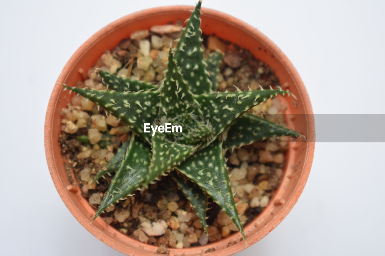 HIGH ANGLE VIEW OF POTTED PLANT IN PLATE