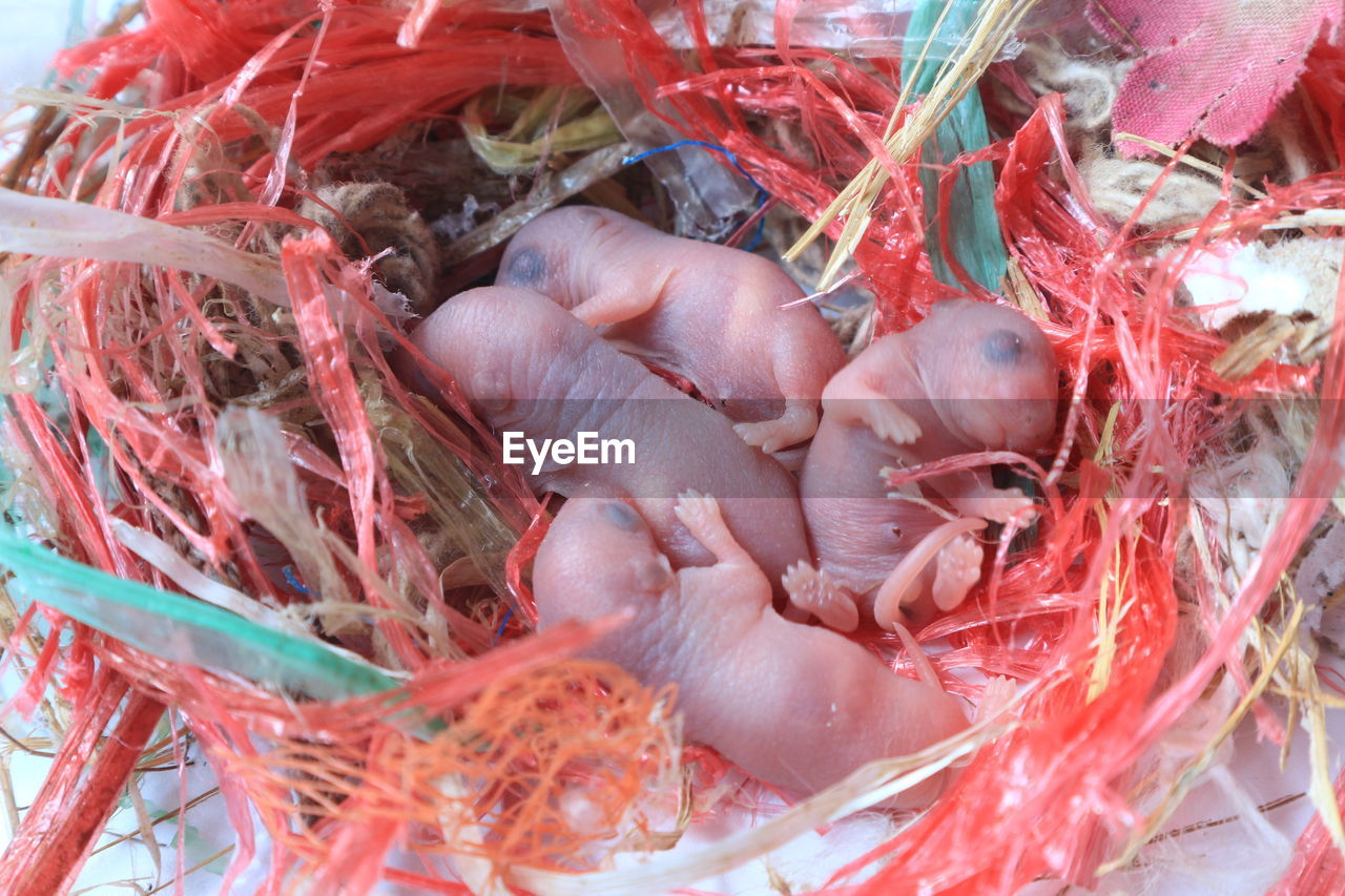 HIGH ANGLE VIEW OF BIRDS IN A NEST