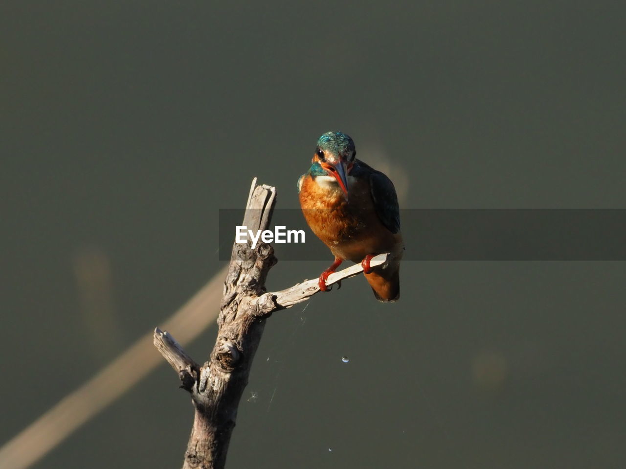 BIRD PERCHING ON BRANCH