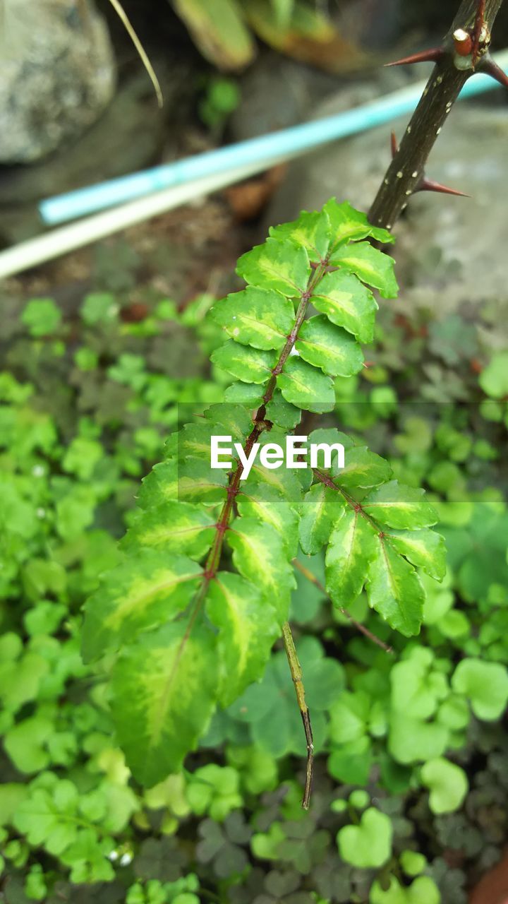 HIGH ANGLE VIEW OF FRESH GREEN LEAVES ON LAND