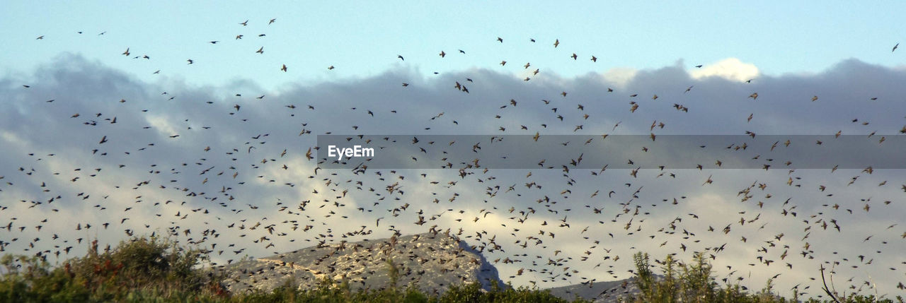 Flock of birds flying against sky