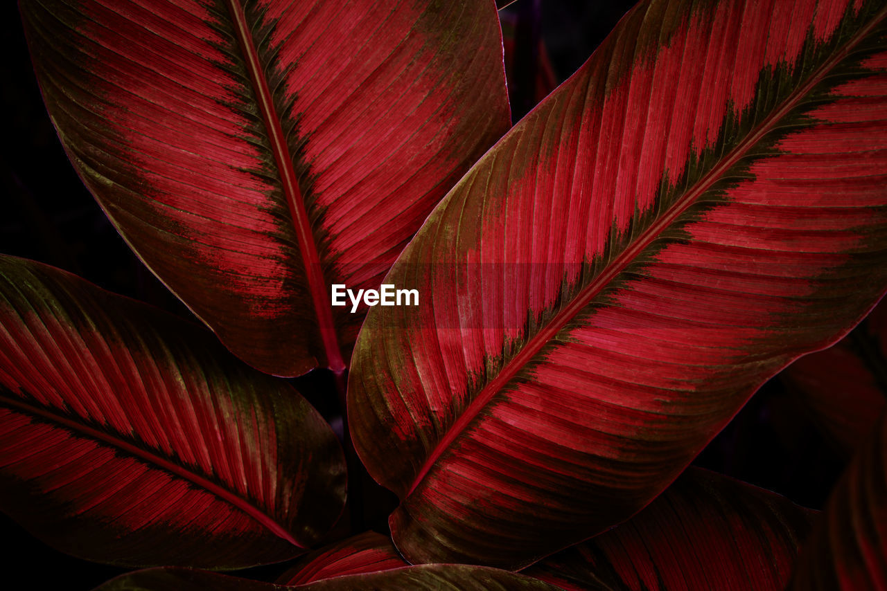 Closeup nature view of purple leaves background, dark nature concept