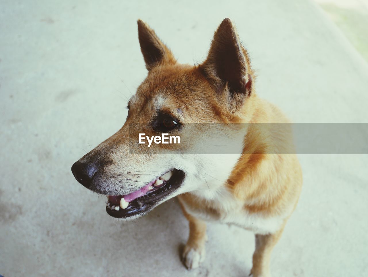 HIGH ANGLE VIEW OF A DOG LOOKING AWAY