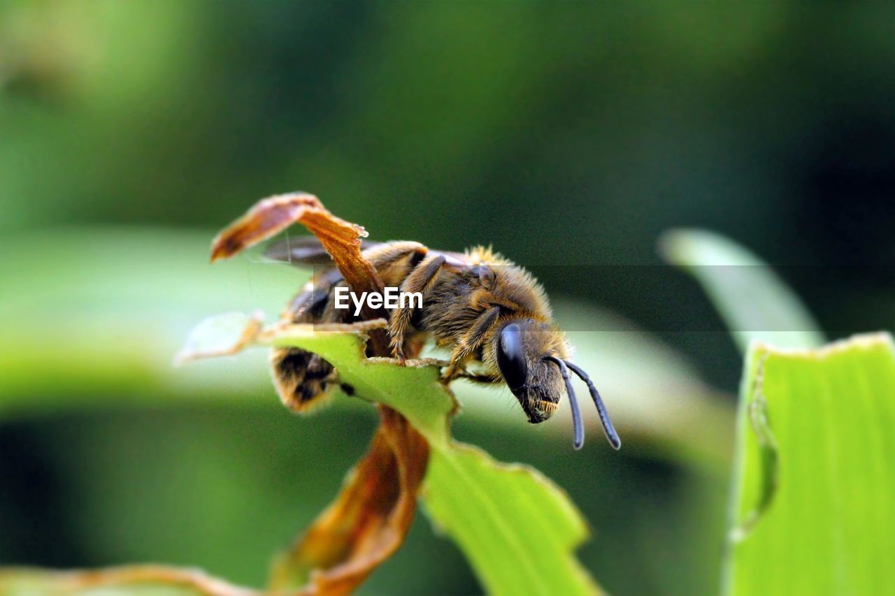 Close-up of insect on plant