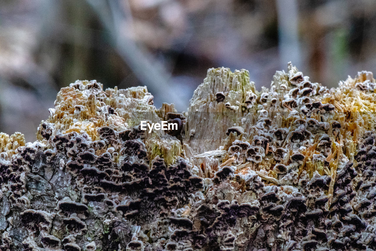 Close-up of mushrooms growing on tree trunk