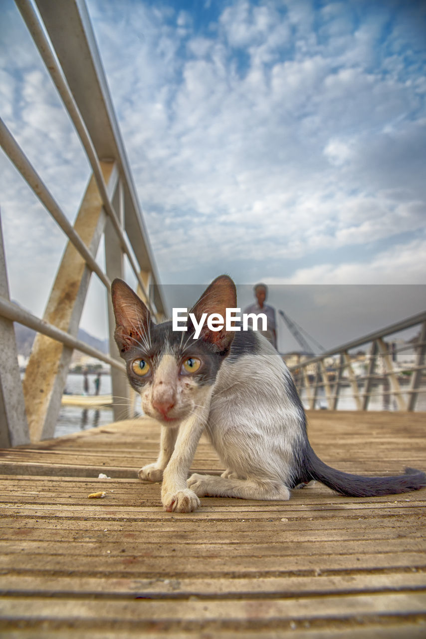 PORTRAIT OF CAT ON RAILING BY BRIDGE AGAINST SKY