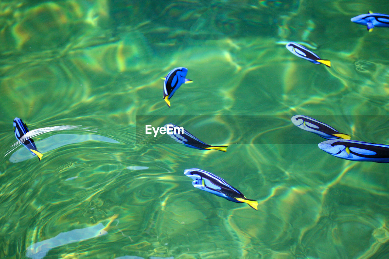 HIGH ANGLE VIEW OF FISH UNDERWATER