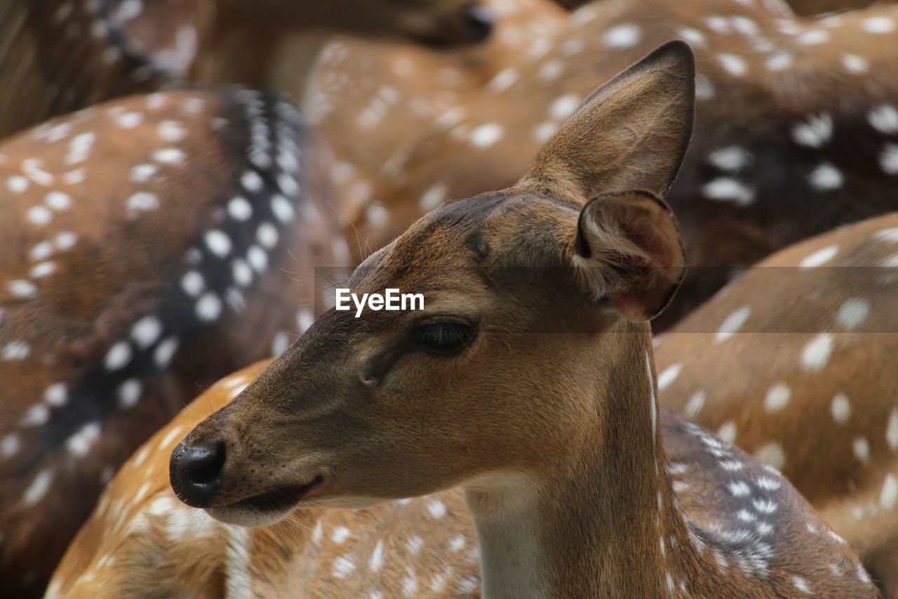 Close-up of deer