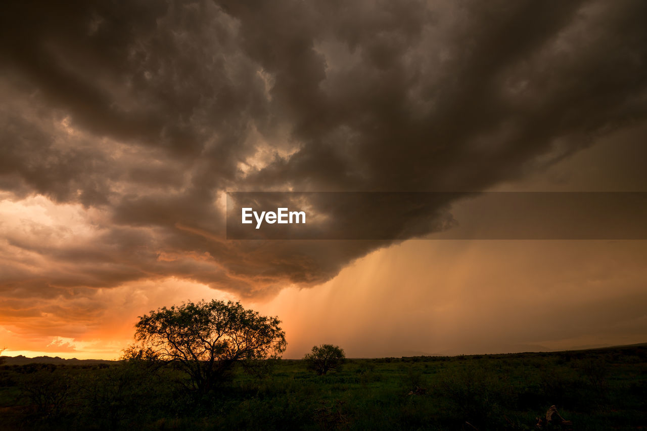 Silhouette trees with dark thunderstorm sky over grassy field in sonoita, arizona