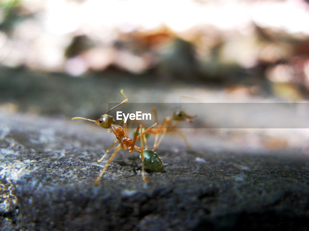 CLOSE-UP OF ANT ON STEM