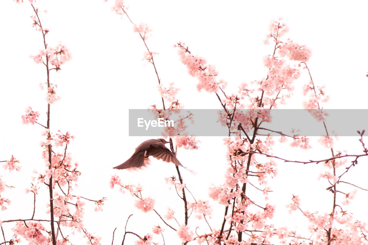 LOW ANGLE VIEW OF BIRD ON TREE AGAINST SKY