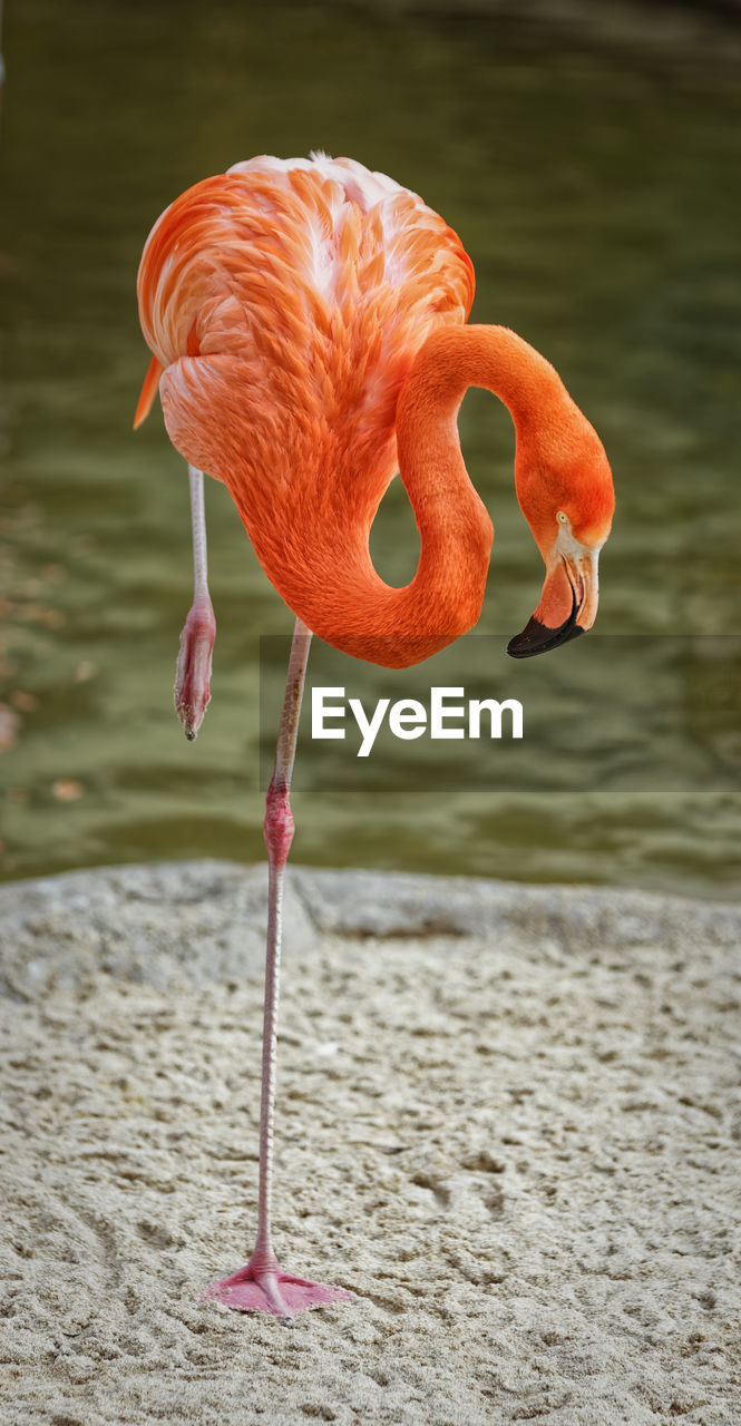 Flamingo portrait showing the whole bird with blurred background