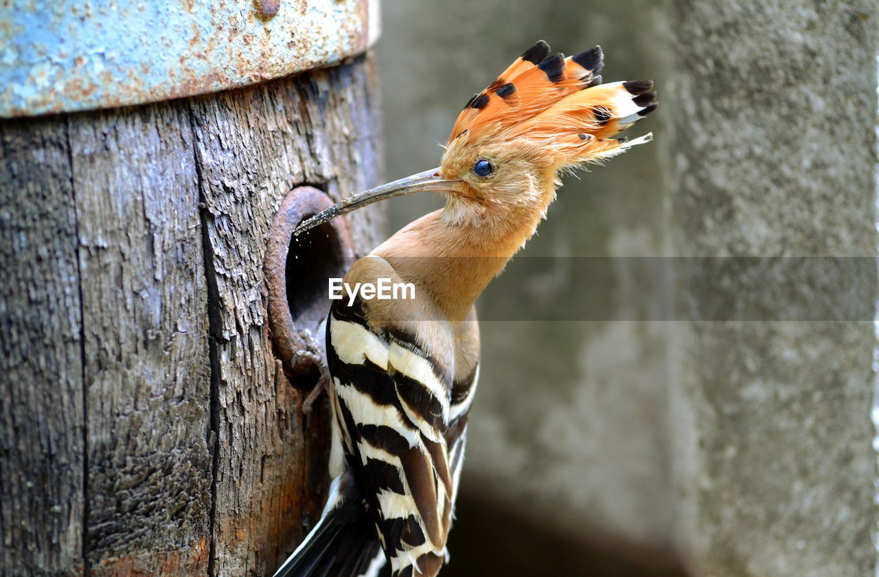 Close-up of hoopoe perching on wooden barrel