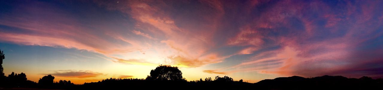 SILHOUETTE OF TREES AGAINST DRAMATIC SKY