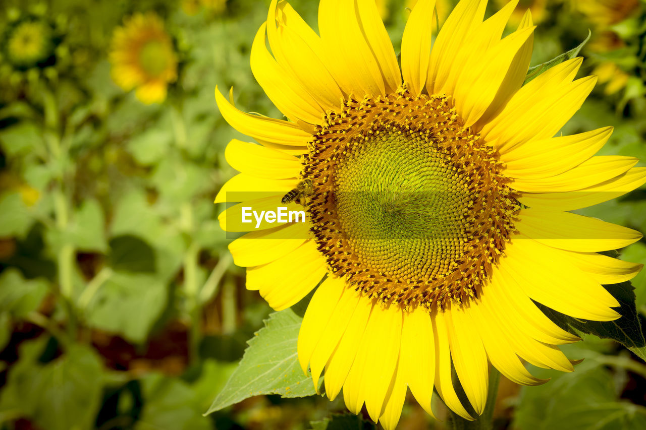 CLOSE-UP OF SUNFLOWER AGAINST YELLOW FLOWER